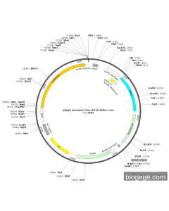pSpp1(mouse)-Fluc-SV40-hRluc-Neo
