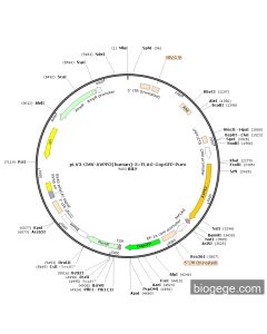 pLV3-CMV-AVPR2(human)-3×FLAG-CopGFP-Puro