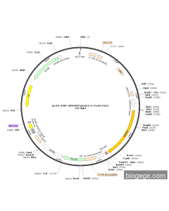 pLV3-CMV-GPR39(human)-3×FLAG-Puro