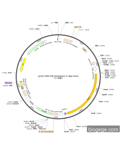 pLV3-CMV-DVL2(human)-3×Myc-Puro