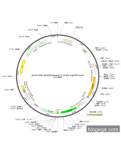pLV3-CMV-SNAI2(human)-3×FLAG-CopGFP-Puro