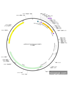 pJ23119-Txn1(mouse)-rrnBT1