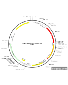 pCMV-TurboRFP-GPX4(human)-1-Neo