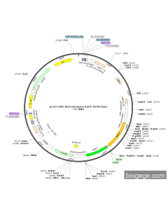 pLV3-CMV-SDC1(human)-EGFP-SV40-Puro
