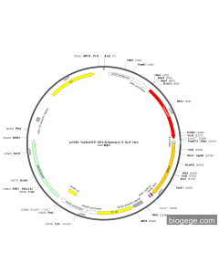 pCMV-TurboRFP-GPX4(human)-3-NLS-Neo