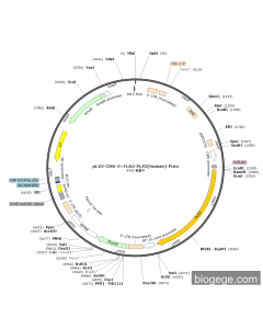 pLV3-CMV-3×FLAG-PLS3(human)-Puro