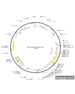 pLV3-CMV-MCS-mEYFP-Puro