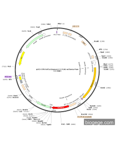 pLV3-CMV-Eef1a1(mouse)-3×FLAG-mCherry-Puro