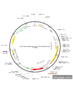 pLV3-CMV-Pgk1(mouse)-3×FLAG-mCherry-Puro