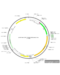 pCMV-Mem-EGFP-TNFRSF10B(human)-Neo