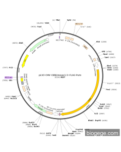 pLV3-CMV-Cblb(mouse)-3×FLAG-Puro