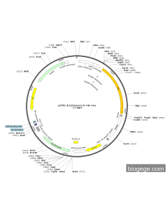 pCMV-ILK(human)-8×His-Neo