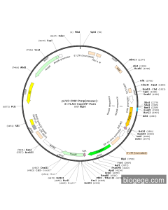 pLV3-CMV-Pcnp(mouse)-3×FLAG-CopGFP-Puro