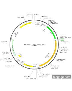 pCMV-EGFP-FARSA(human)-Neo