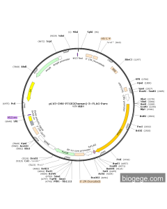 pLV3-CMV-PTGS2(human)-3×FLAG-Puro