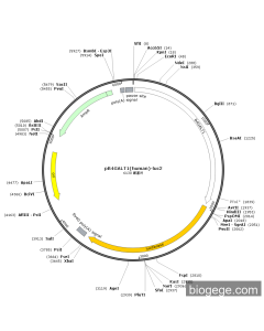 pB4GALT1(human)-luc2