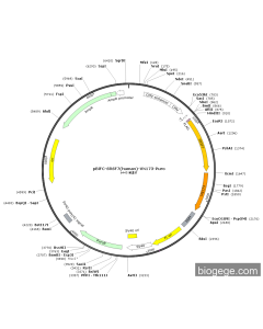 pBiFC-SRSF7(human)-VN173-Puro