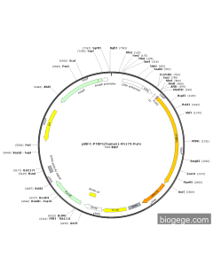 pBiFC-PTBP1(human)-VN173-Puro