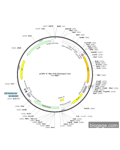 pCMV-3×Myc-FHL2(human)-Neo