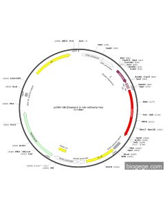 pCMV-UBC(human)-3×HA-mCherry-Neo