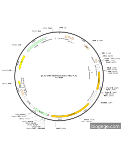 pLV3-CMV-SRSF1(human)-Fluc-Puro
