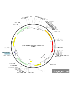 pCMV-AQP8(human)-P2A-mCherry-Neo