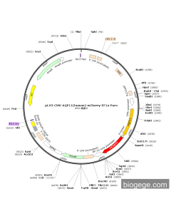pLV3-CMV-AQP11(human)-mCherry-EF1a-Puro