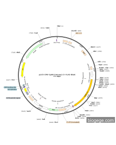 pLV3-CMV-Ip6k1(mouse)-3×FLAG-Blast