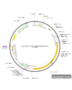 pLV3-CMV-3×FLAG-ADGRG2(human)-Puro