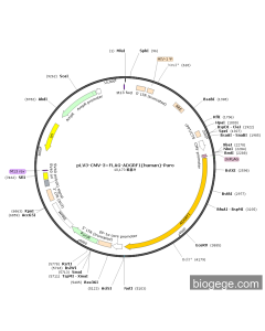 pLV3-CMV-3×FLAG-ADGRF1(human)-Puro