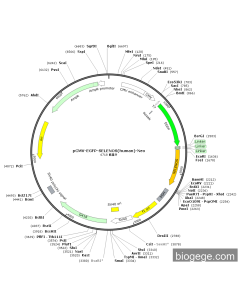 pCMV-EGFP-SELENOS(human)-Neo