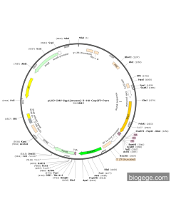 pLV3-CMV-Spp1(mouse)-3×HA-CopGFP-Puro