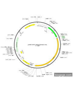 pCMV-EGFP-CARS1(human)-Neo