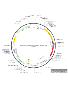 pCMV-LUZP4(human)-TM2-NES-P2A-mCherry-Neo