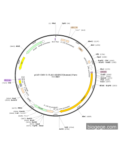 pLV3-CMV-3×FLAG-ADGRG7(human)-Puro