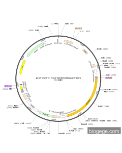 pLV3-CMV-3×FLAG-ADGRG1(human)-Puro
