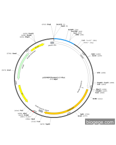 pCEMIP(human)-2-Fluc