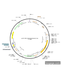 pLV3-CMV-CSNK2A1(human)-Neo
