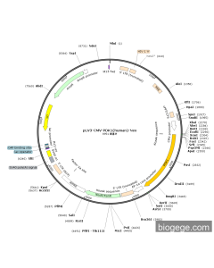 pLV3-CMV-PDK1(human)-Neo