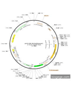 pLV3-CMV-Slc25a39(mouse)-3×FLAG-CopGFP-Puro