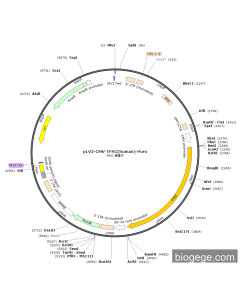 pLV3-CMV-TFRC(human)-Puro