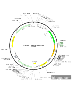 pCMV-EGFP-RAB2B(human)-Neo