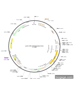 pLV3-CMV-UCP2(human)-Puro