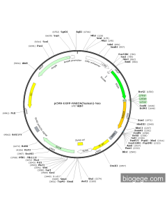 pCMV-EGFP-RAB2A(human)-Neo
