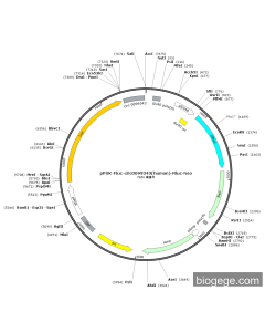 pPGK-Fluc-circ0099343(human)-Rluc-Neo
