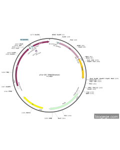 pTac-GST-TPRKB(human)