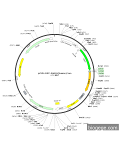 pCMV-EGFP-RAB1B(human)-Neo