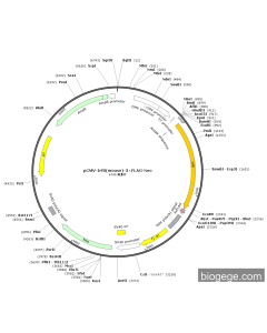 pCMV-Irf8(mouse)-3×FLAG-Neo