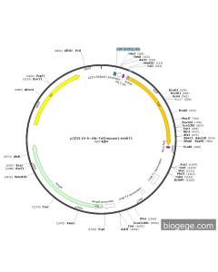 pJ23119-6×His-Tnf(mouse)-rrnBT1