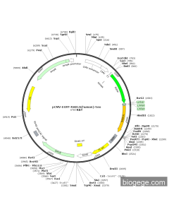 pCMV-EGFP-RAB1A(human)-Neo